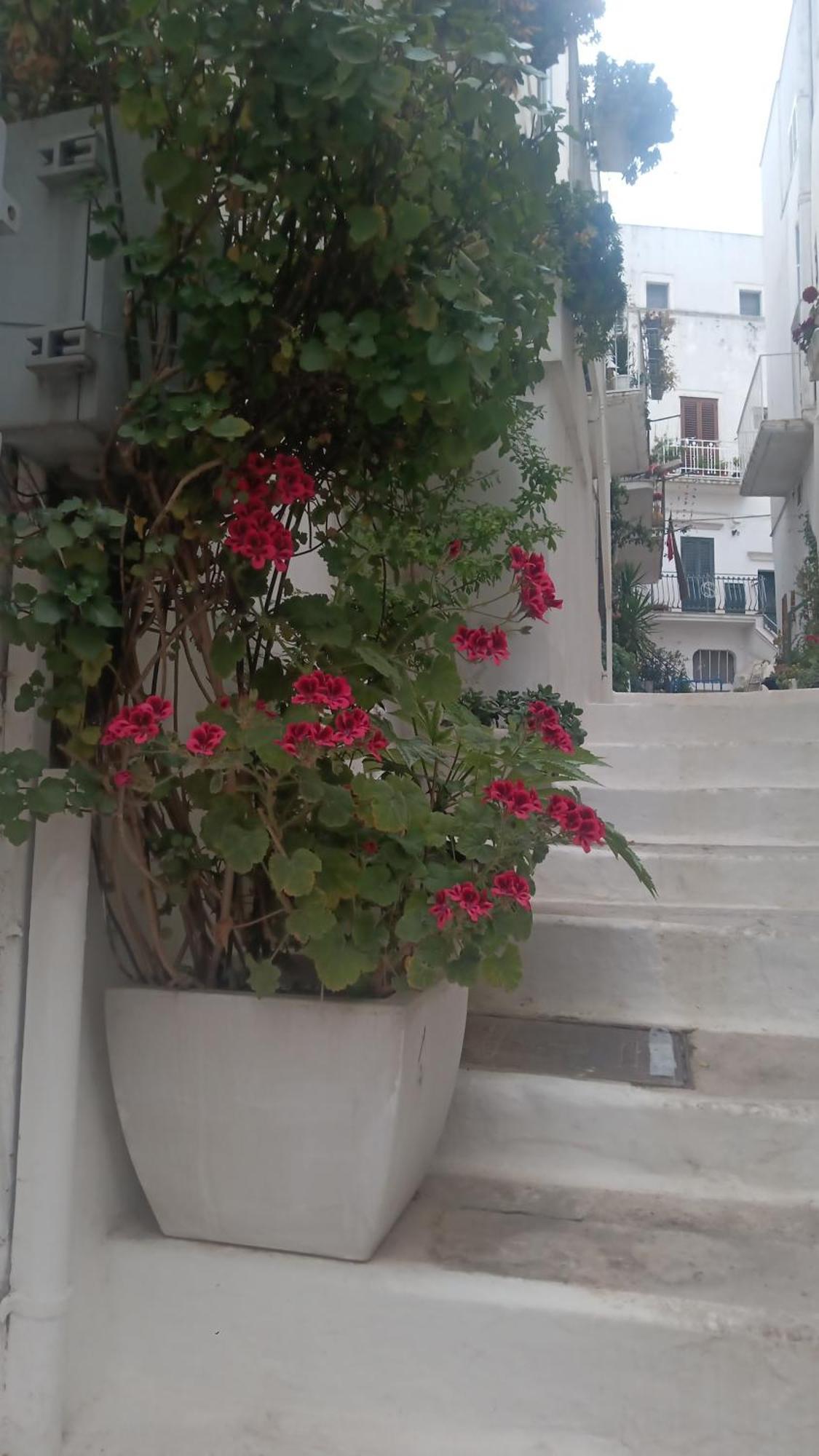 La Chicca Di C.Cavour Otel Ostuni Dış mekan fotoğraf